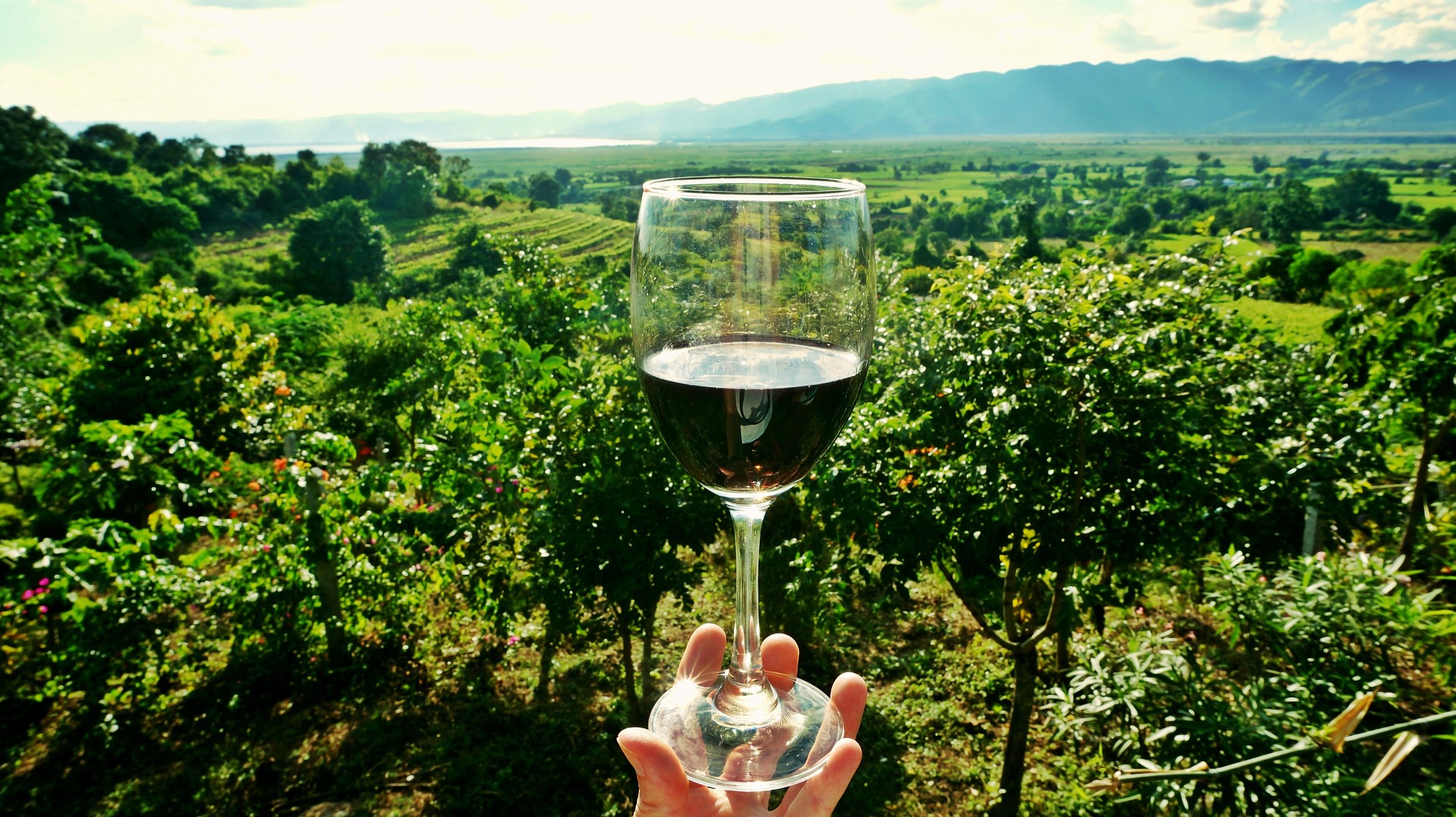 Principali differenze tra Enologi, Sommelier e Degustatori di vini